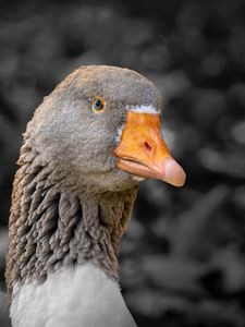 Preview wallpaper goose, bird, beak, gray, blur