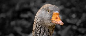 Preview wallpaper goose, bird, beak, gray, blur