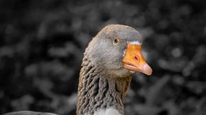 Preview wallpaper goose, bird, beak, gray, blur