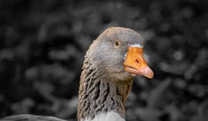 Preview wallpaper goose, bird, beak, gray, blur