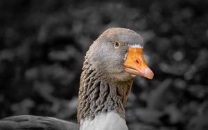 Preview wallpaper goose, bird, beak, gray, blur