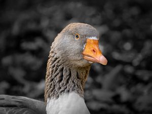 Preview wallpaper goose, bird, beak, gray, blur