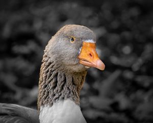 Preview wallpaper goose, bird, beak, gray, blur