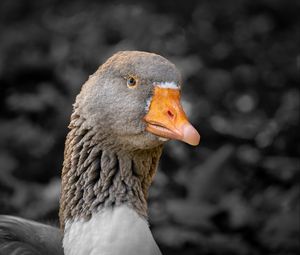 Preview wallpaper goose, bird, beak, gray, blur