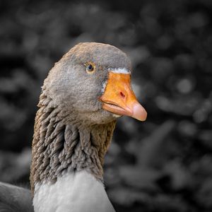 Preview wallpaper goose, bird, beak, gray, blur