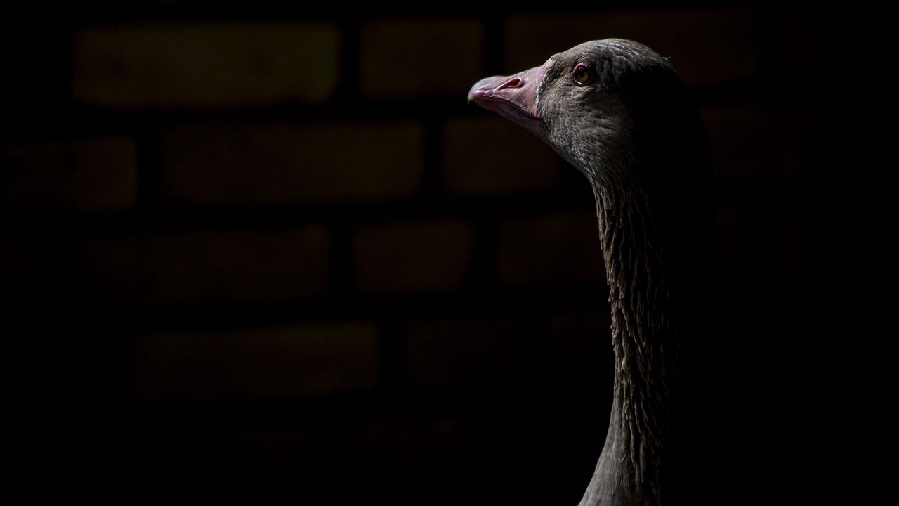 Wallpaper goose, bird, beak, darkness