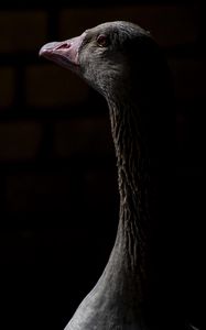 Preview wallpaper goose, bird, beak, darkness