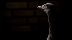 Preview wallpaper goose, bird, beak, darkness