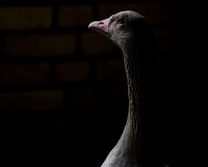 Preview wallpaper goose, bird, beak, darkness