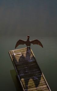 Preview wallpaper goose, bird, pier, river