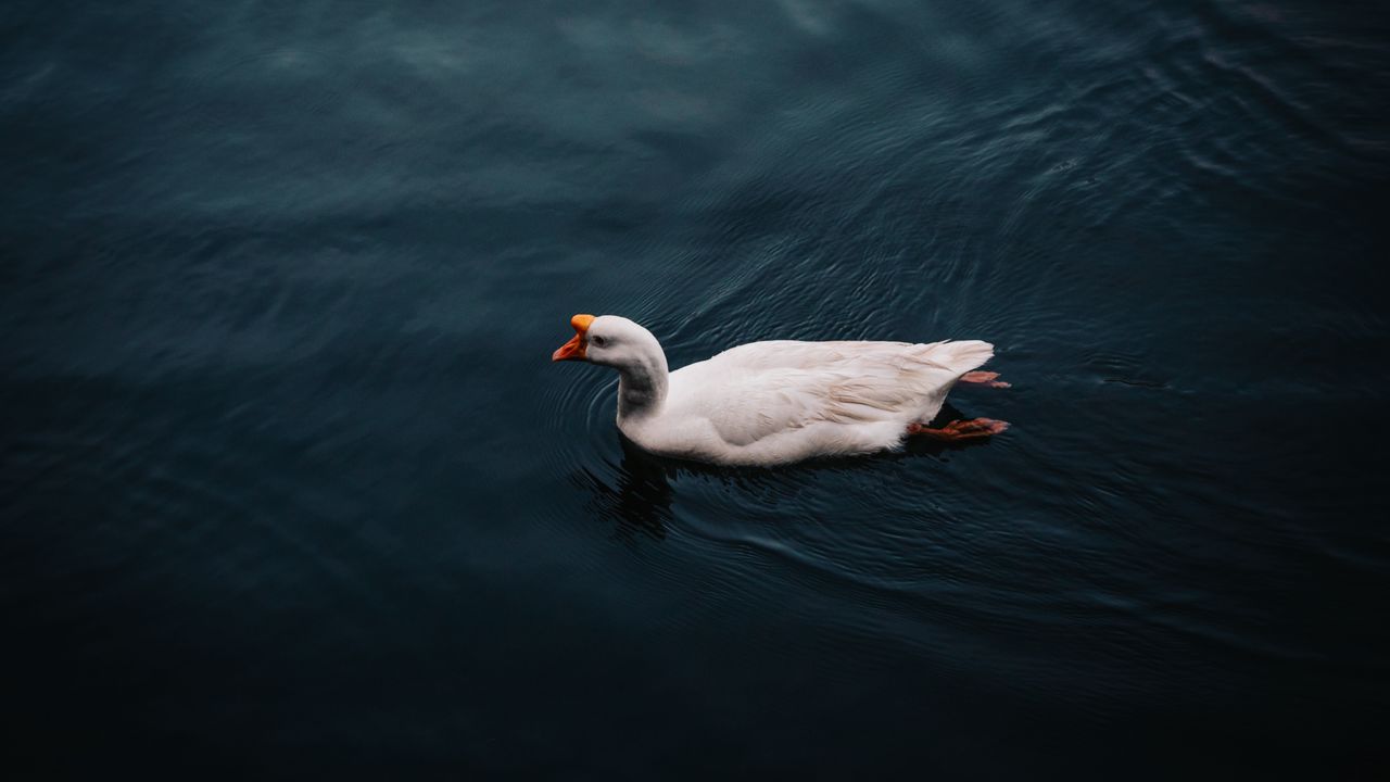 Wallpaper goose, bird, swim