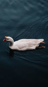 Preview wallpaper goose, bird, swim