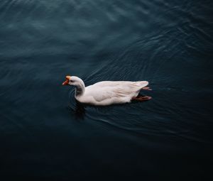 Preview wallpaper goose, bird, swim