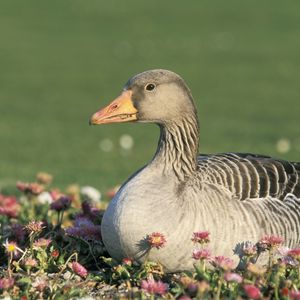 Preview wallpaper goose, flowers, bird