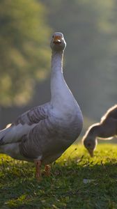 Preview wallpaper goose, goslings, birds, grass