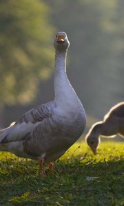 Preview wallpaper goose, goslings, birds, grass