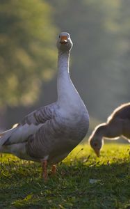 Preview wallpaper goose, goslings, birds, grass