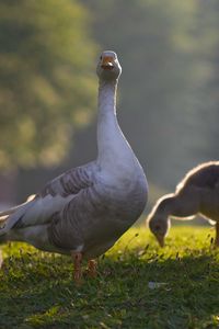 Preview wallpaper goose, goslings, birds, grass