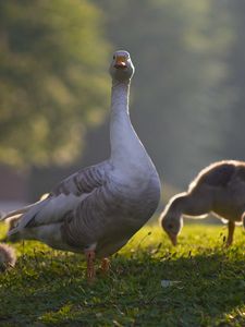 Preview wallpaper goose, goslings, birds, grass