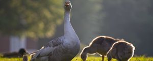 Preview wallpaper goose, goslings, birds, grass