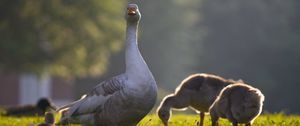 Preview wallpaper goose, goslings, birds, grass