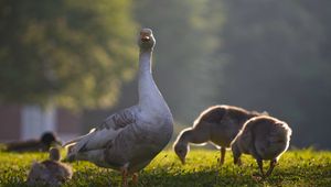 Preview wallpaper goose, goslings, birds, grass