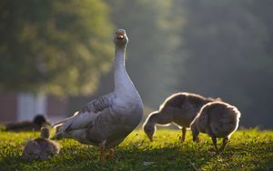 Preview wallpaper goose, goslings, birds, grass