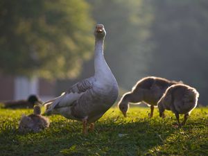 Preview wallpaper goose, goslings, birds, grass