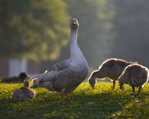 Preview wallpaper goose, goslings, birds, grass