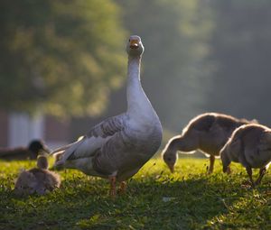 Preview wallpaper goose, goslings, birds, grass