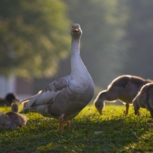 Preview wallpaper goose, goslings, birds, grass