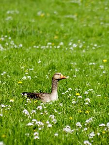 Preview wallpaper goose, grass, flowers, beak, bird