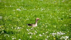 Preview wallpaper goose, grass, flowers, beak, bird