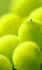 Preview wallpaper gooseberries, berry plants, light, blur