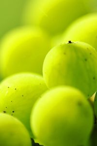 Preview wallpaper gooseberries, berry plants, light, blur