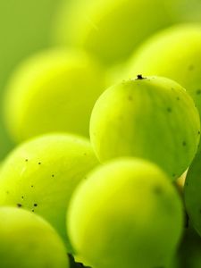 Preview wallpaper gooseberries, berry plants, light, blur