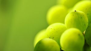 Preview wallpaper gooseberries, berry plants, light, blur