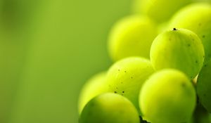 Preview wallpaper gooseberries, berry plants, light, blur