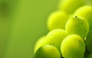 Preview wallpaper gooseberries, berry plants, light, blur