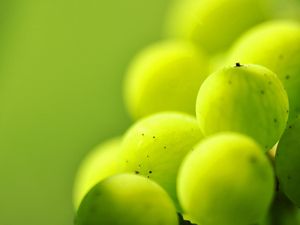 Preview wallpaper gooseberries, berry plants, light, blur