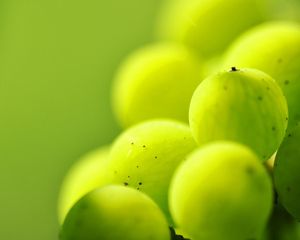 Preview wallpaper gooseberries, berry plants, light, blur