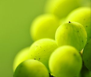 Preview wallpaper gooseberries, berry plants, light, blur