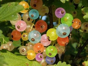 Preview wallpaper gooseberries, colorful, branch, green