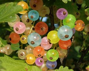 Preview wallpaper gooseberries, colorful, branch, green