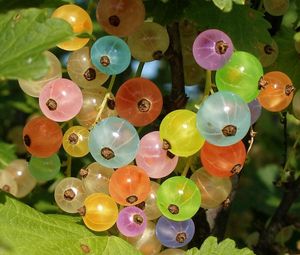 Preview wallpaper gooseberries, colorful, branch, green