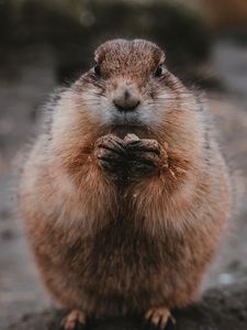 Preview wallpaper gopher, food, fluffy, animal, cute