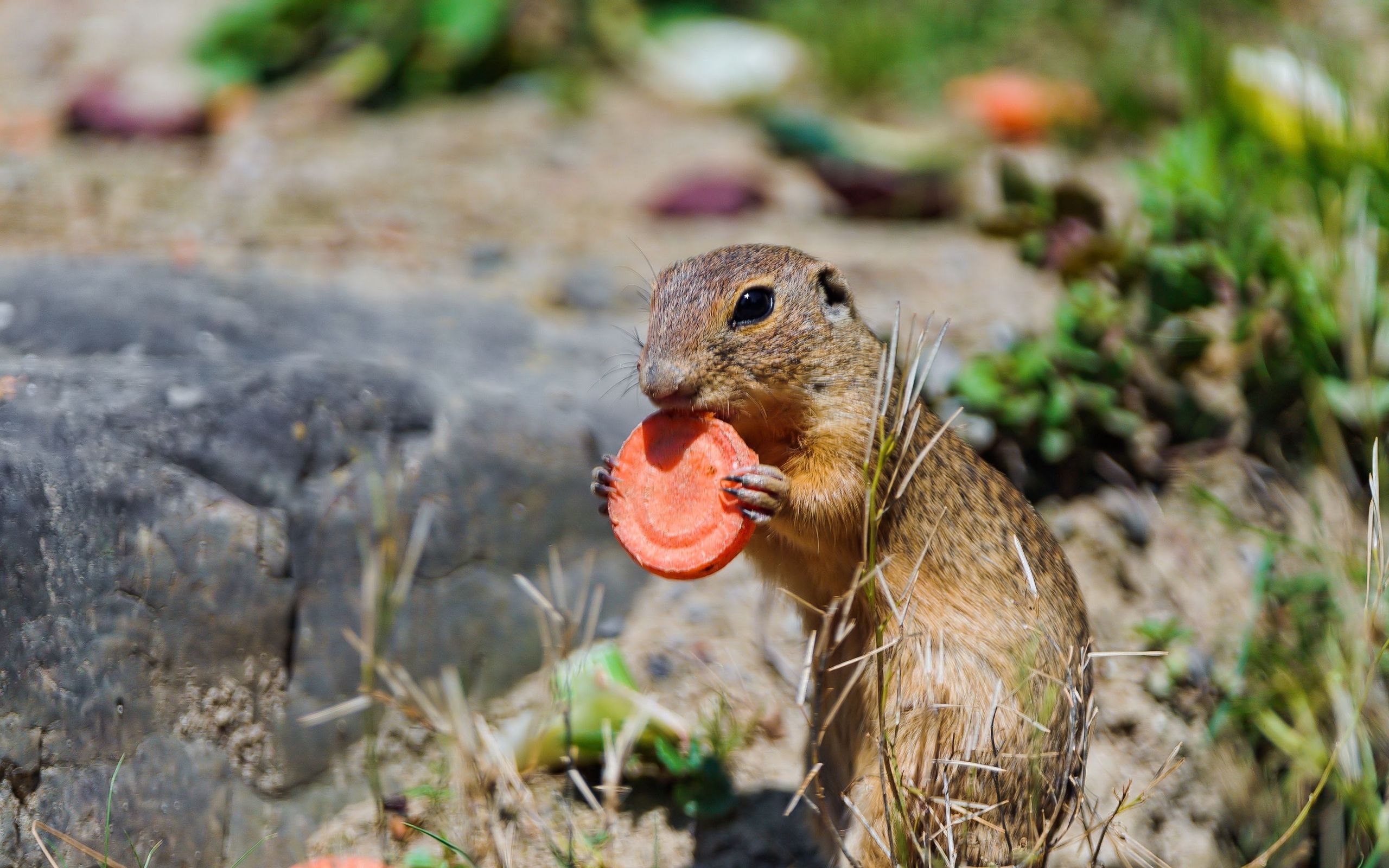 Download wallpaper 2560x1600 gopher, grass, food, carrots, sit ...