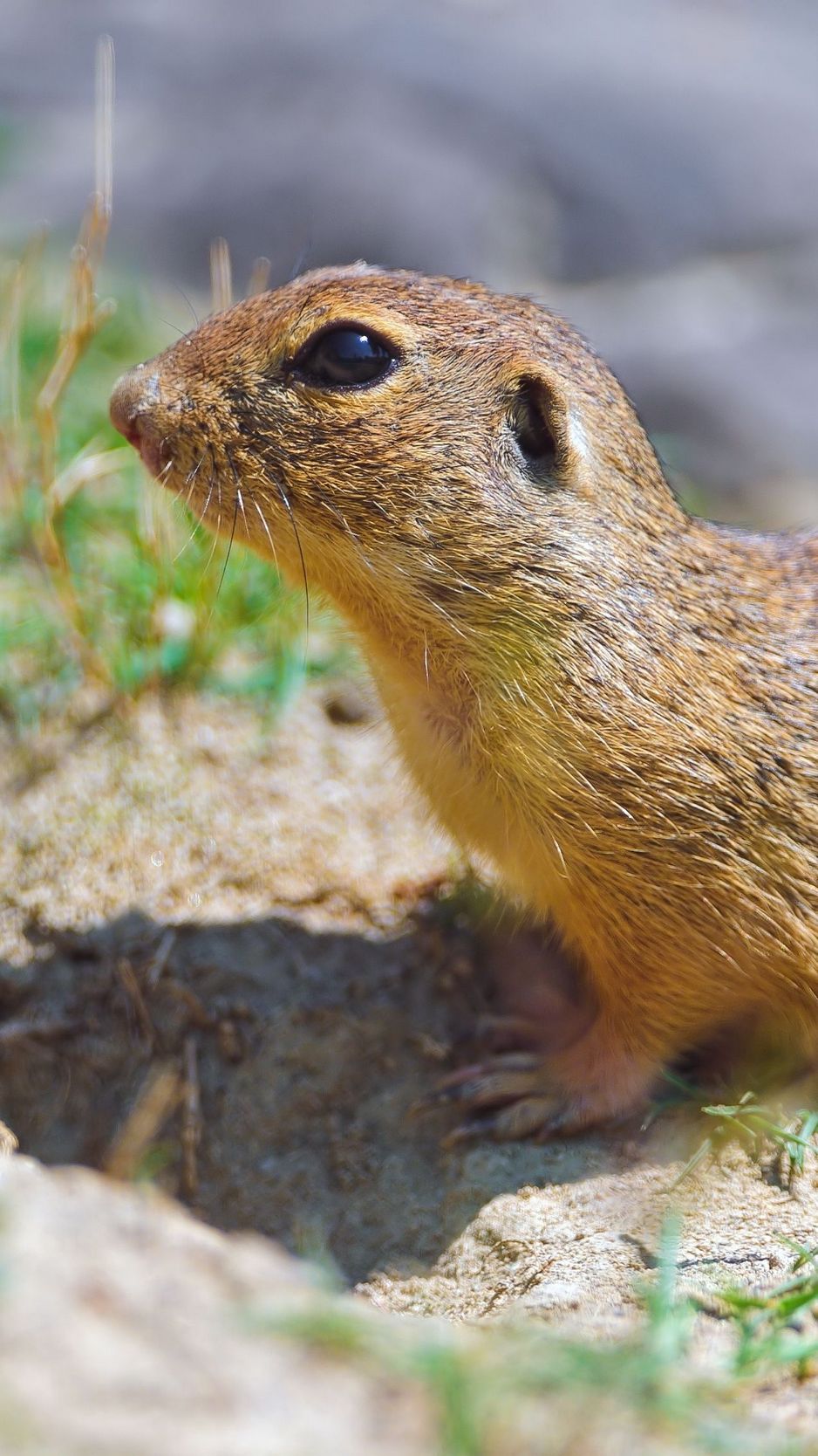 Two Prairie Dogs Are Outside In The Dirt Background, Picture Of Gophers And  Moles, Mole, Gopher Background Image And Wallpaper for Free Download