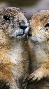 Preview wallpaper gophers, couple, animals