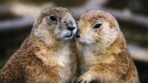 Preview wallpaper gophers, couple, animals